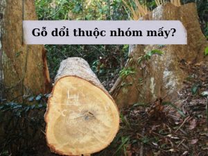 gỗ dổi thuộc nhóm mấy