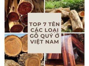 tên các loại gỗ quý ở Việt Nam