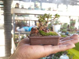 hướng dẫn làm tiểu cảnh mini